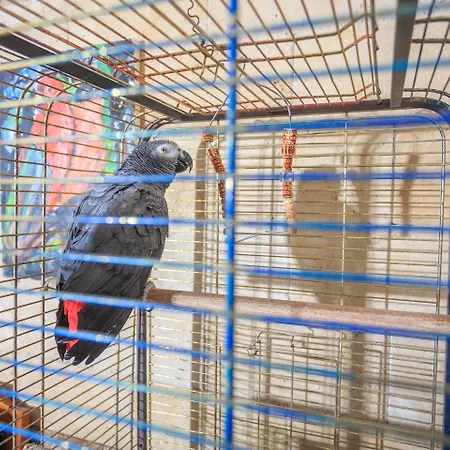 达坲迪尔别墅酒店 酒店 费特希耶