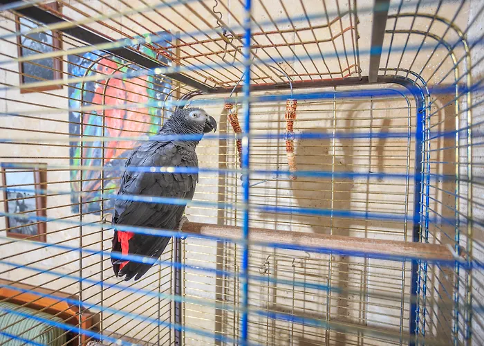 达坲迪尔别墅酒店 酒店 费特希耶