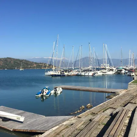 ダフォディル 3*